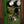 DOD Tube Overdrive Badder Monkey