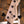 Dingwall SP1 5-String Matte Ducati Pearl White