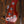 Music Man Bongo 5 HH Blood Orange